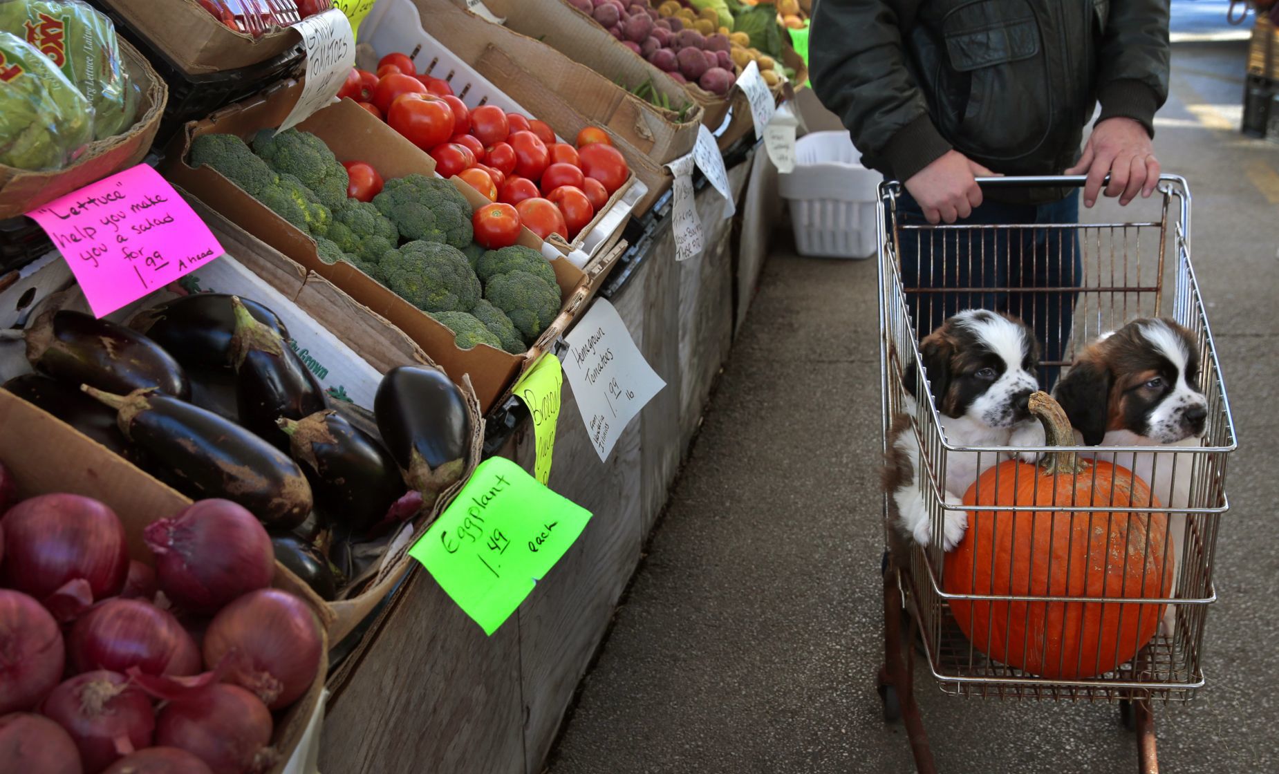I'll take two puppies and a pumpkin please